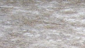 El animal nació el pasado 22 de abril.