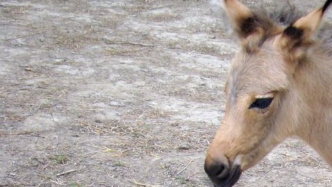 El animal nació el pasado 22 de abril.