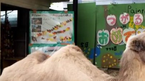 Tsugaru tenía el equivalente a 120 años humanos.