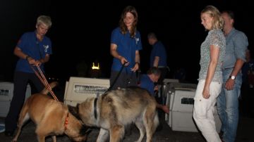 Un equipo especializado en rastreo formado por 18 personas y 12 perros de la organización holandesa de voluntarios y sin ánimo de lucro.