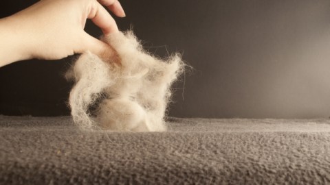Una manera simple de sacar las bolas de pelos es pasar una esponja húmeda sobre la zona que deseamos limpiar.