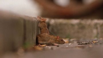 El Departamento de Sanidad de la Ciudad de Nueva York volverá a reforzar esta semana su guerra contra las ratas.