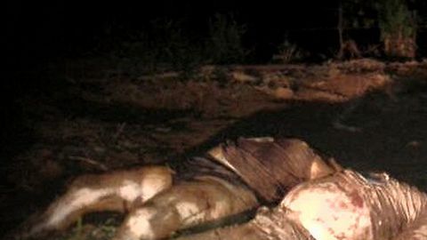 Las autoridades estatales buscan determinar la identidad del resto y si entre ellos hay inmigrantes desaparecidos.