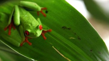Una rana ojos rojos, reproducida en cautiverio en un zoocriadero en Nicaragua, es parte de las especies de exportación.