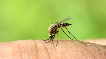 El verano trae de regreso a estos insectos, que pueden causar reacciones alérgicas y enfermedades peligrosas.