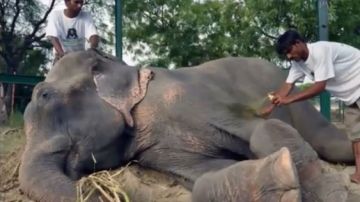 La organización inglesa Wildlife SOS rescató, el 2 de julio, a Raju.