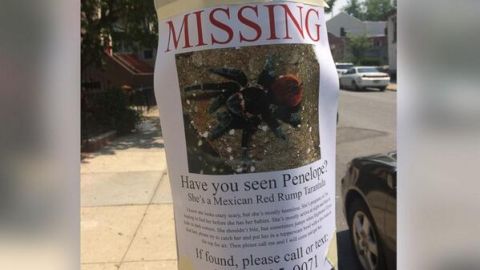 Las calles del barrio de Park Slope amanecieron inundadas de estos carteles.