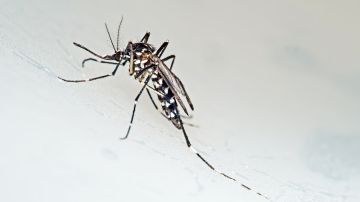 El mosquito Aedes aegypti ha proliferado en el país sudamericano.