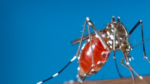 El mosquito  Aedes albopictus hembra aparece recién alimentado de sangre humana que se aprecia a través de su vientre transparente.