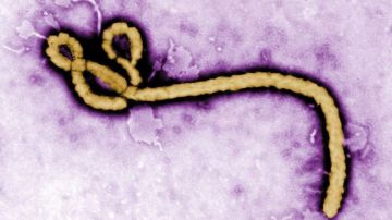 El virus del ébola en una imagen difundida por el Centro para el Control y Prevención de Enfermedades (CDC).
