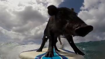 La grabación muestra al animal sobre la tabla de surfing casi sin perder el equilibrio.