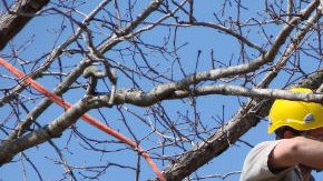 La poda de árboles se hace de manera inadecuada según el contralor.