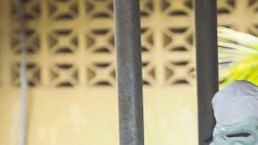 Personal médico en Liberia recoge el cadáver de una víctima de ébola en el área de espera del hospital ELWA en Monrovia.