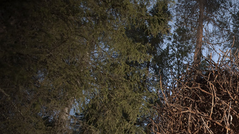 La estadía para dos personas por noche en el Bird's Nest cuesta 4,400 coronas suecas (aproximadamente, $640).