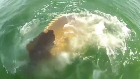 El video muestra de muy cerca al monstruoso pez comerse al tiburón de una mordida.