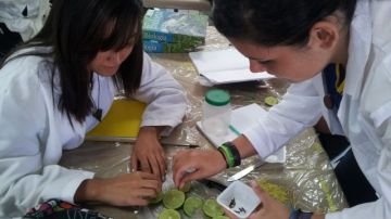 Las limas (limones verdes) y el clavo de olor han demostrado ser en un eficaz aliado para mantener alejados a los mosquitos que transmiten la chikunguña y el dengue, descubrieron alumnos de una escuela de la localidad puertorriqueña de Arecibo.