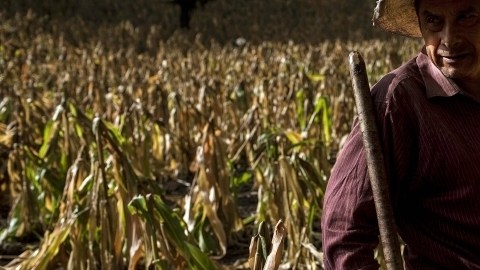 Un  campesino trabaja los  cultivos de maíz  en una finca en San Jose del Golfo, Guatemala.