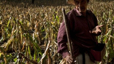 Un  campesino trabaja los  cultivos de maíz  en una finca en San Jose del Golfo, Guatemala.