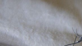 Un mosquito Aedes aegypti que puede transmitir los virus del dengue y chikungunya.