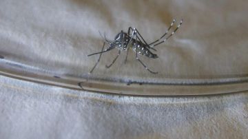 Un mosquito Aedes aegypti que puede transmitir los virus del dengue y chikungunya.