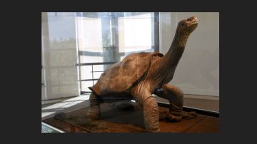 Un equipo de expertos en taxidermia preservó el cuerpo de la tortuga ecuatoriana.