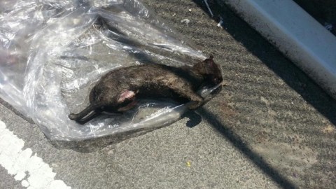 El gato fue pateado, golpeado varias veces con un carro de compras y luego quemado.
