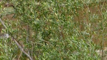 Unos 57,000 menores han sido detenidos en 2014 mientras intentaban cruzar la frontera.