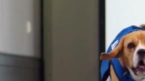 Sherlock trabaja en el aeropuerto de Amsterdam.