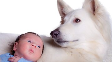 Un perro es noble y amoroso. Protegerá a tu bebe y le ayudará en su desarrollo.