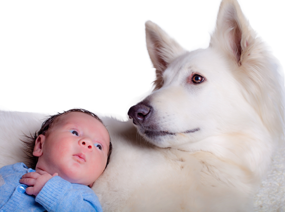 cómo evitar que un perro sea agresivo con los bebés