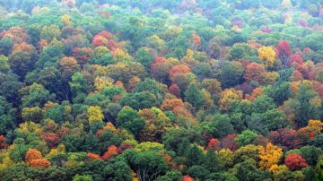 A finales de octubre es cuando se aprecia mejor el cambio de colores en las hojas.