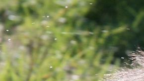 NYPD sospecha que la muerte de la cría de oso fue provocada.