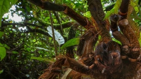 La Goliat  es considerada la más grande del mundo.