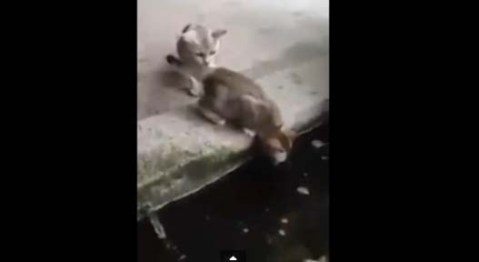 El video, filmado en Japón, ya sobrepasa el medio millón de visitas.