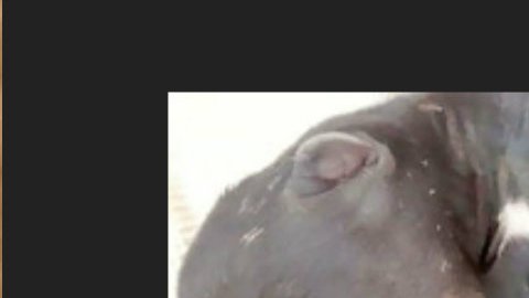 El animal deforme es uno de once cachorros.