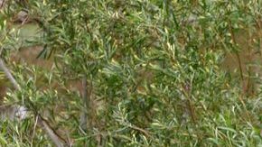 Las familias centroamericanas  más pobres son las más expuestas porque no tienen a dónde ir.