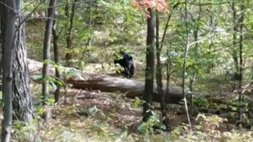 En las fotografías, se ve al oso observando a los cinco excursionistas detrás de un tronco caído.