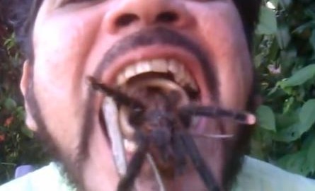 Duarte mantiene a la serpiente ojo de gato y a la "pinktoe" tarántula por varios segundos en su boca.