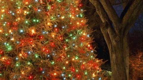 Adopta un árbol de tu vecindario y adórnalo como propio.
