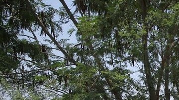 De los 20,824 agentes de CBP, solo 1,039 son mujeres, o sea el 5% de su fuerza laboral.