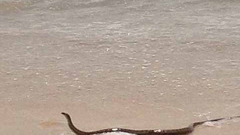 Un salvavidas alertó a las personas que estaban en el agua de la presencia del animal.