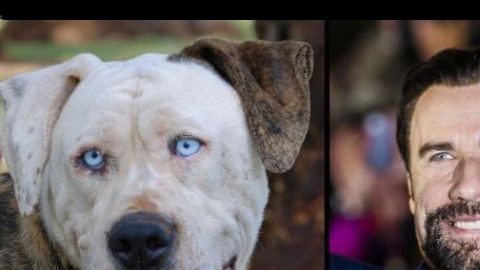 'Boof' es un bulldog americano que padece sordera.
