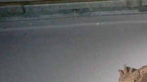 También se encontraron cadáveres de dos gatos en la caja.