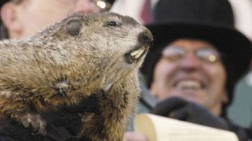 “Groundhog Day” se celebra siempre el 2 de febrero.