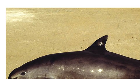 México vigilará el habitat de la vaquita marina con drones.