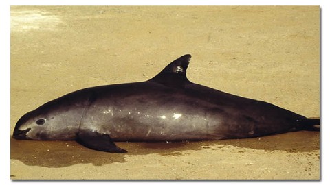 México vigilará el habitat de la vaquita marina con drones.