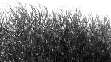 Cosechando maíz de manera mecánica en el Valle Central.