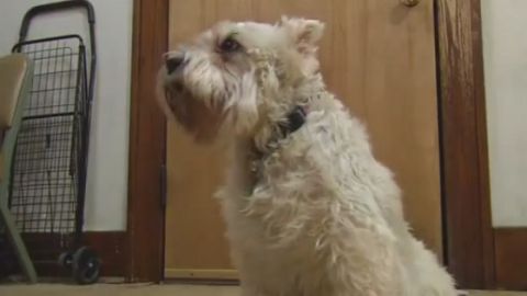 Las cámaras de seguridad del hospital mostraron a la mascota entrando al lugar.