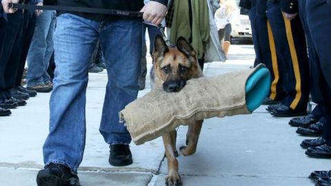 El perro desfiló con su juguete preferido en la boca.
