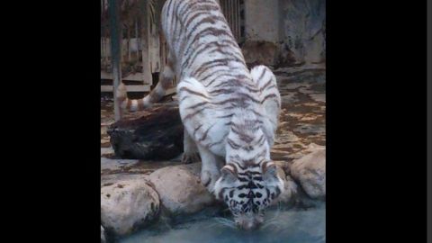 El zoo privado fue cerrado en el estado de Puebla.